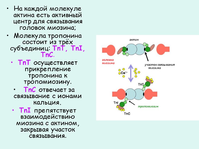 На каждой молекуле актина есть активный центр для связывания головок миозина; Молекула тропонина состоит